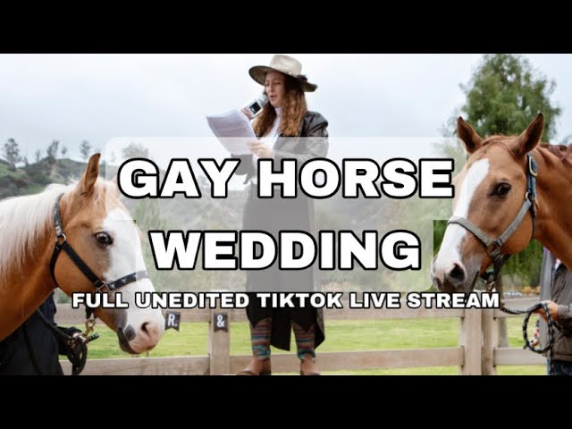gay horses